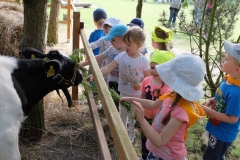 wiejskie_podwórko_Bobolin_17.05.2018_050